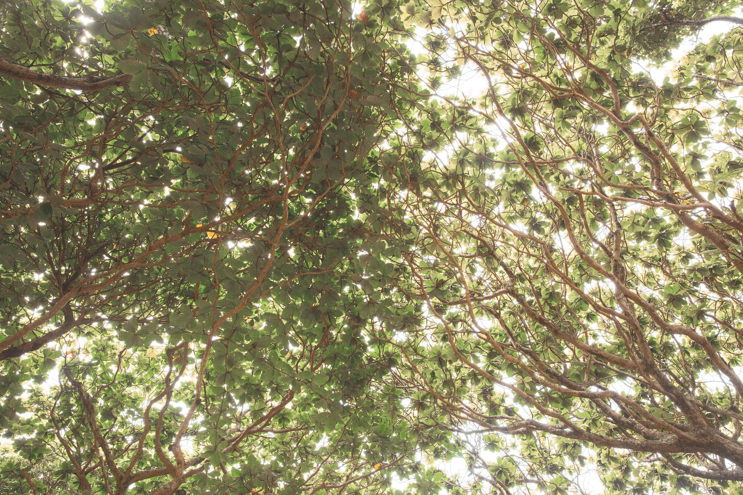 Canopy