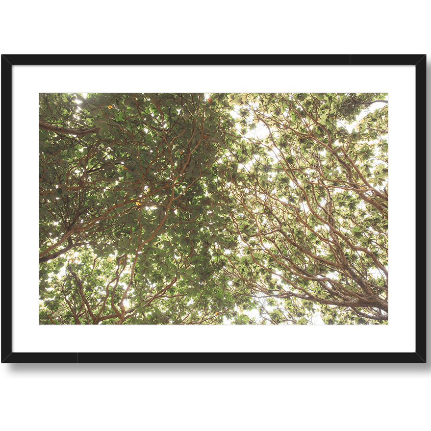 Canopy