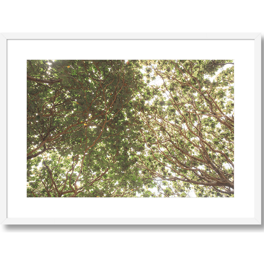 Canopy