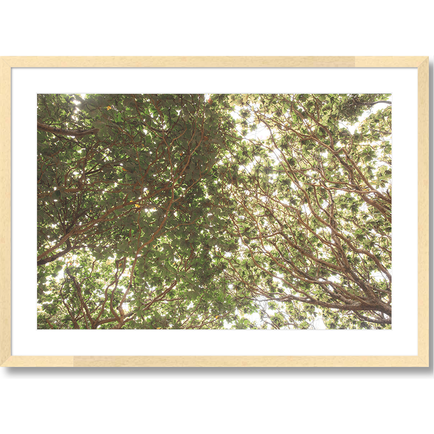 Canopy