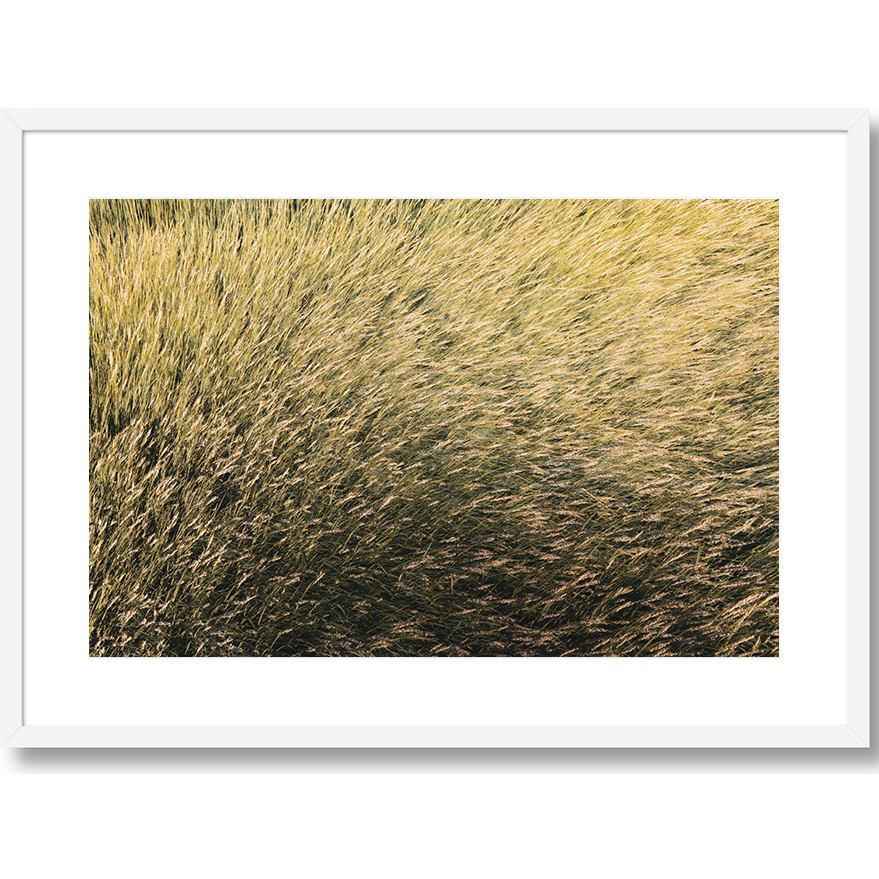 Grassy Knoll