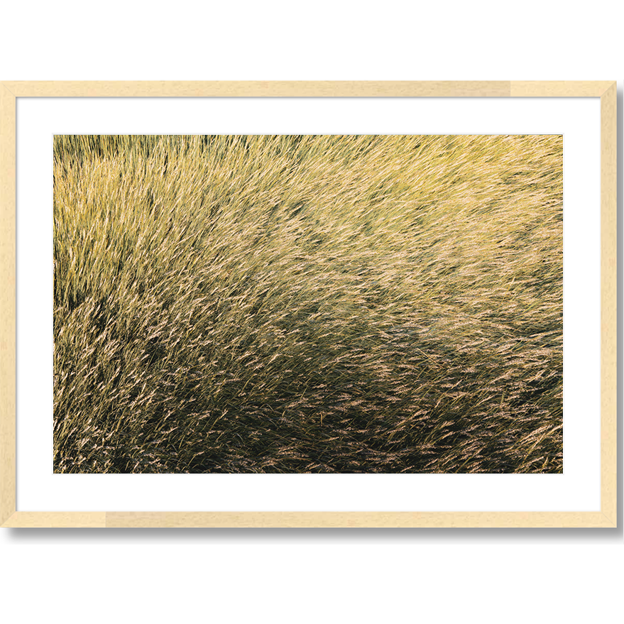 Grassy Knoll